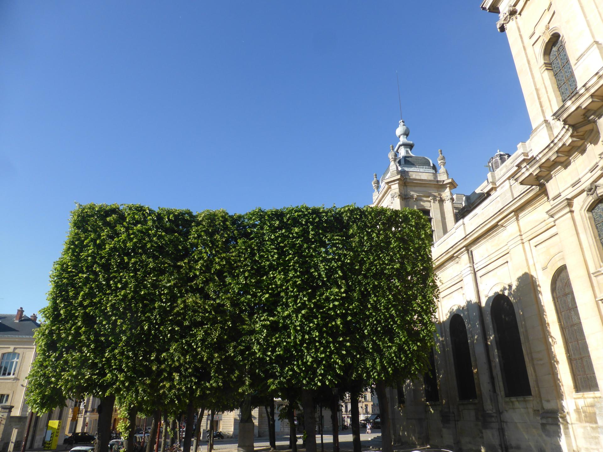Taille en rideau des arbres à droite de la cathédrale vus depuis le seuil de la cure, ©Ph.Cachau
